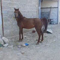 اسب