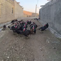 بوقلمون آماده برای شب یلدا|حیوانات مزرعه|دیواندره, |دیوار