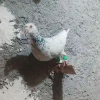 کفتر قلدور پرشی هم برای جفتگاه هم هوا
