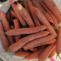 بذر هویج سوپرانو