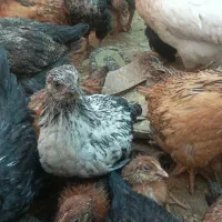 جوجه مرغ و خروس گلپایگانی سالم