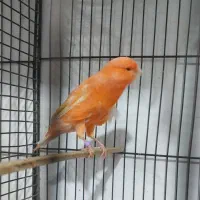 انواع قناری نر بخون ،سرخ ،پرتقالی سوخته|پرنده|سمنان, |دیوار