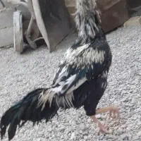 خروس دو رگه لاری اصیل بلند دانگ|حیوانات مزرعه|میرجاوه, |دیوار