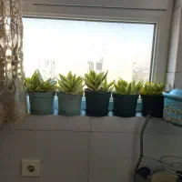 گلدون سانسوریا