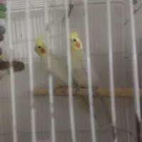 عروس هلندی لوتینو مولد