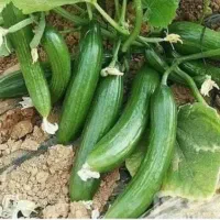 خیار سبز محلی علا ریز