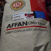 بذر آفتابگردان