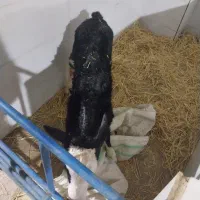 گاو گوساله تلیسه