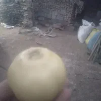 میوه به