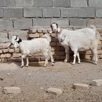 بزبزغالهدارجملیشیراسالممیشبره|حیوانات مزرعه|رضویه, |دیوار