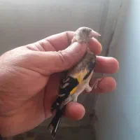 چندعدد سهره نر ۲ماه قفس