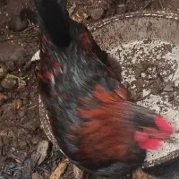 خروس محلی|حیوانات مزرعه|رشت, جانبازان|دیوار