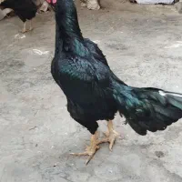 جوجه لاری مشکی و طوسی پرمرغی تاج مهر