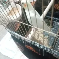 نر هست