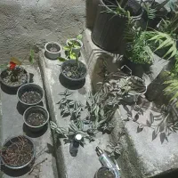 گلها بصورت تکی هم فروخته میشود|گل و گیاه طبیعی|خمام, |دیوار