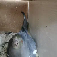 عروس نرو ماده مولد|پرنده|قم, شهدا|دیوار