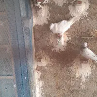 ۵ عدد کفترپریشی خوب به درد بخور بفروش می‌رسد|پرنده|پاکدشت, پاکدشت (مامازند)|دیوار