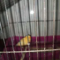 قناری ماده سالم آماده جفت گیری