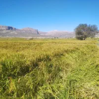 برنج کامفیروزی فوری