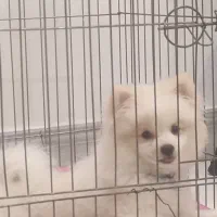 واگذاری پامر خرسی|سگ|مرودشت, ژیان|دیوار