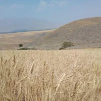 زمین دیم کرکیخان