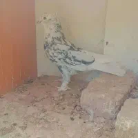 سور پلنگ نر