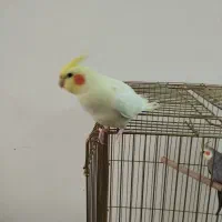 عروس هلندی ماده رام و دستی|پرنده|اردبیل, |دیوار