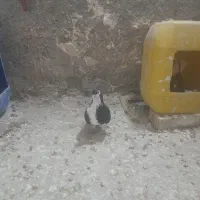 کلاغ دم سیاه
