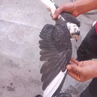 کبوتر|پرنده|باغ ملک, |دیوار