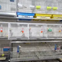 مرغ عشق|پرنده|بیرجند, |دیوار