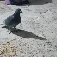 کلاغ عراقی نر.