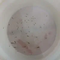 ماهی گوپی کاشمر|ماهی|کاشمر, |دیوار