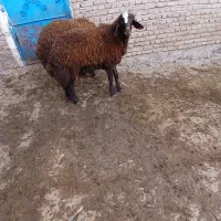 ۲ عدد بره نر قوچ
