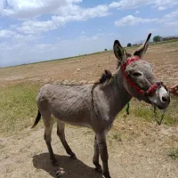 خر گله ای 4سال اخته