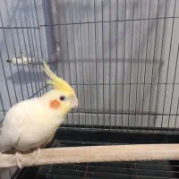 عروس هلندی نر|پرنده|قرق, |دیوار