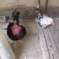 مرغ خروس گلین