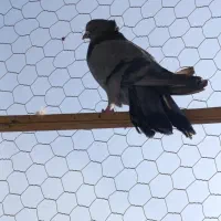 گفتر اصفهانی نر7عدد2عددماده