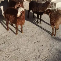 بره نر