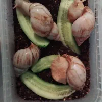 حلزون  مولد|خزنده|شیراز, بریجستون|دیوار