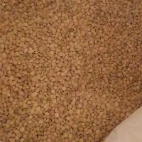 عدس محلی بوجاری شده