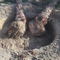 کارهای خدمات کشاورزی