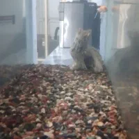 اکفاریوم|ماهی|بروجرد, |دیوار