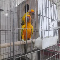 جفت طوطی خورشیدی سان کانور