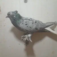 کبوتر فروشی|پرنده|شیراز, شهرک رضوان|دیوار