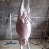 کله پاچه و سیرابی
