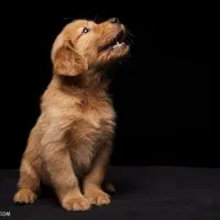 سگ پیدا شده