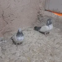 کفتر|پرنده|جوکار, |دیوار