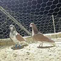 شهری نر هوایی|پرنده|شیراز, سعدیه شمالی|دیوار