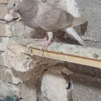کبوتر جوجه دم سفید نر|پرنده|اهواز, شهرک اکباتان|دیوار