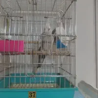 جفت عروس هلندی مولد،آلبینو،دوکت،ایزابلا،لوتینو|پرنده|ری, دیلمان|دیوار